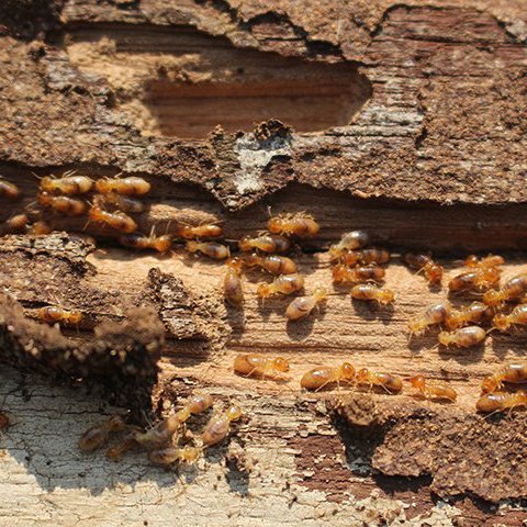 Termite control in sharjah