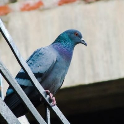 keep-pigeons-off-your-balcony-1280x720