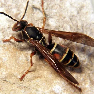 wasp